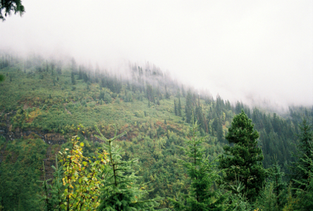 A view of the sloped hillside covered in a plethora of gren of multiple types of trees. No sky is visible as it is completely white cloud covered. Portions of the trees are also blocked by the white.]